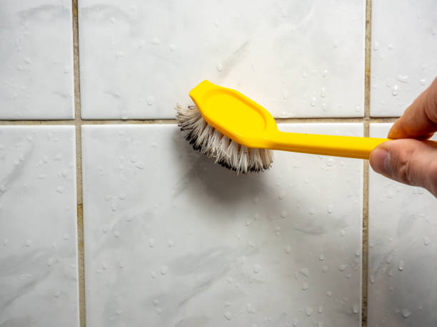 Best Mold Removal Process  in , TX
