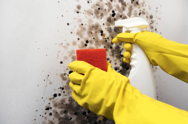 Best Certified Mold Removal  in , TX