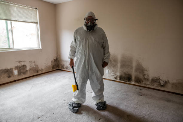 Best Mold Damage Repair  in , TX