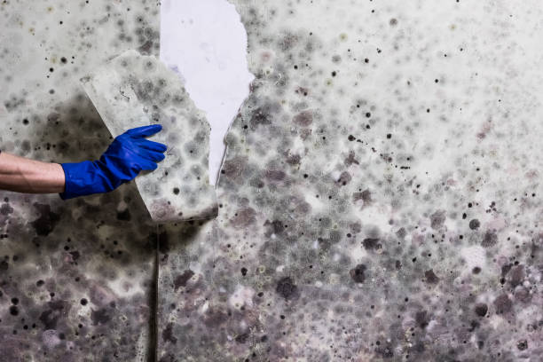 Best Mold Damage Repair  in , TX