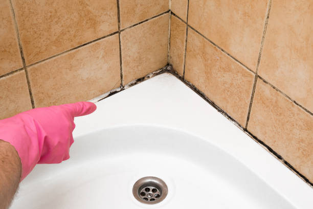Best Same-Day Mold Removal  in , TX